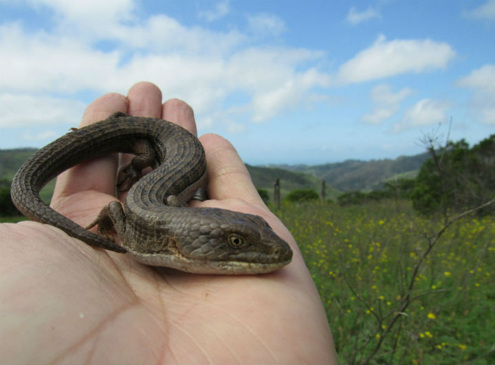 Southern Alligator Lizard